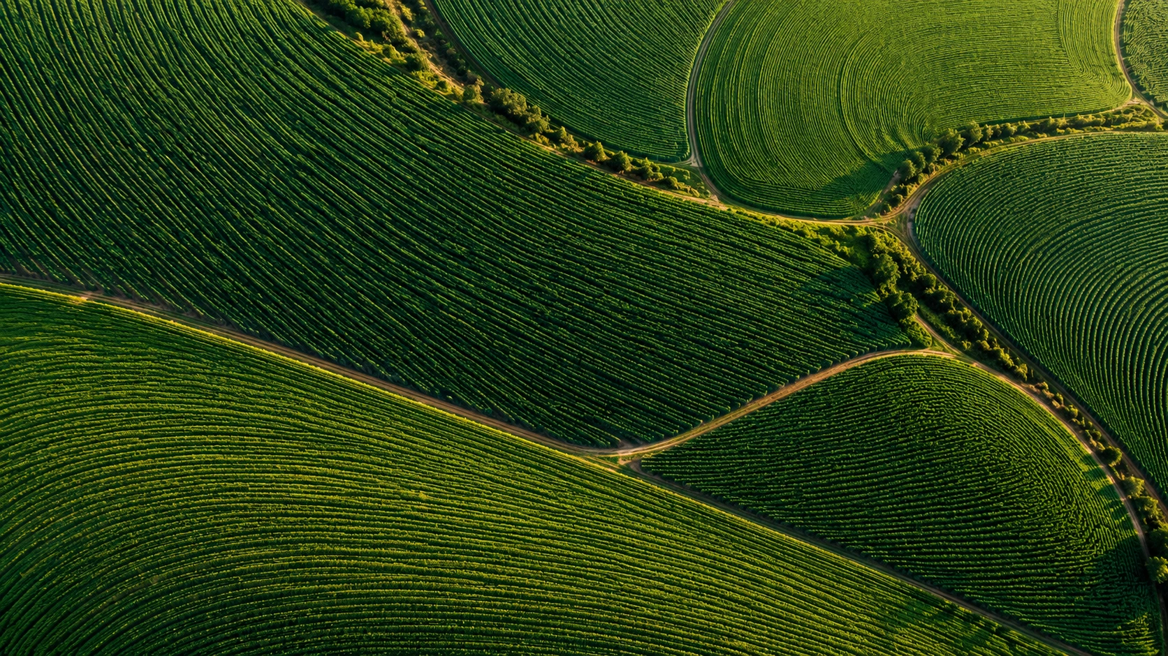 Sweeping emerald agricultural fields and sculptural crop rows seen from above